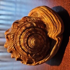 Vintage Bull's Mouth Helmet Conch Shell - Beautiful